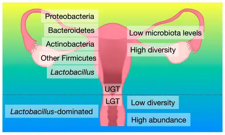 Microbioma-mujer